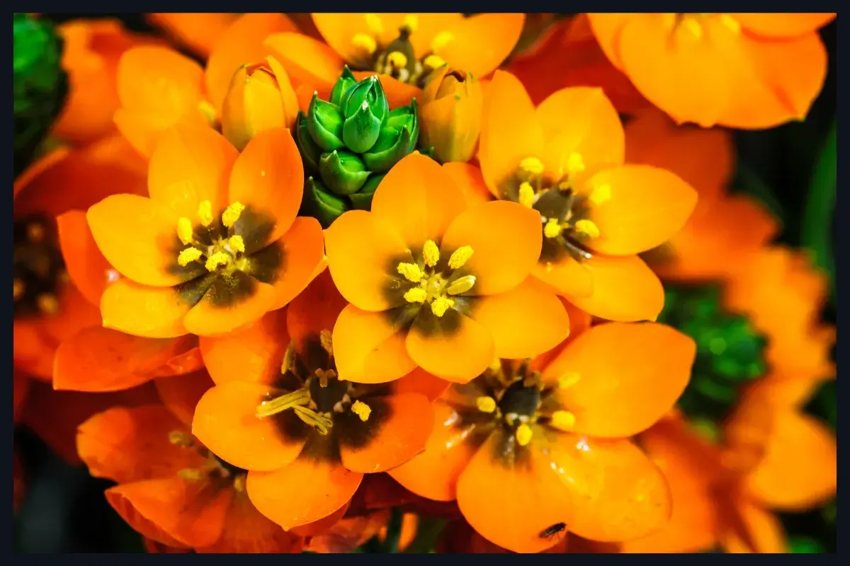 Photo de Ornithogalum dubium (Ornithogales)