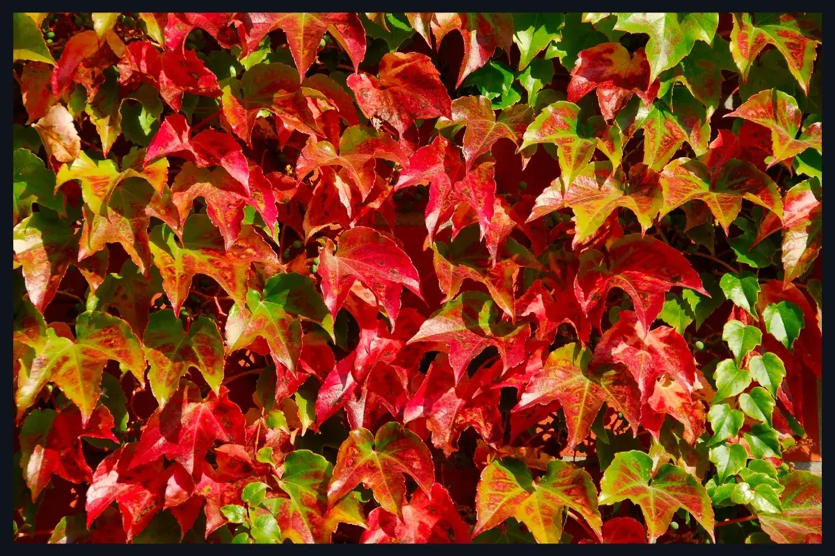 Photo de Parthenocissus quinquefolia (Vigne Vierge Vraie)