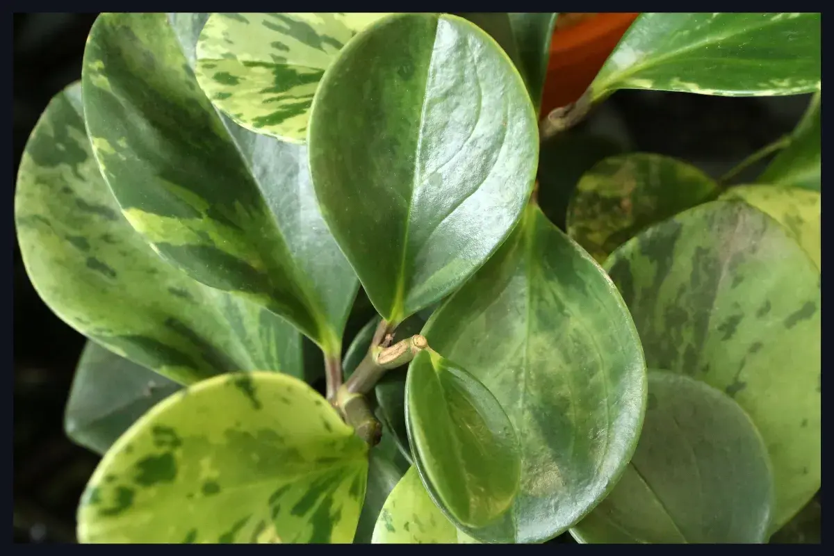 Photo de Peperomia obtusifolia (Pépéromie)