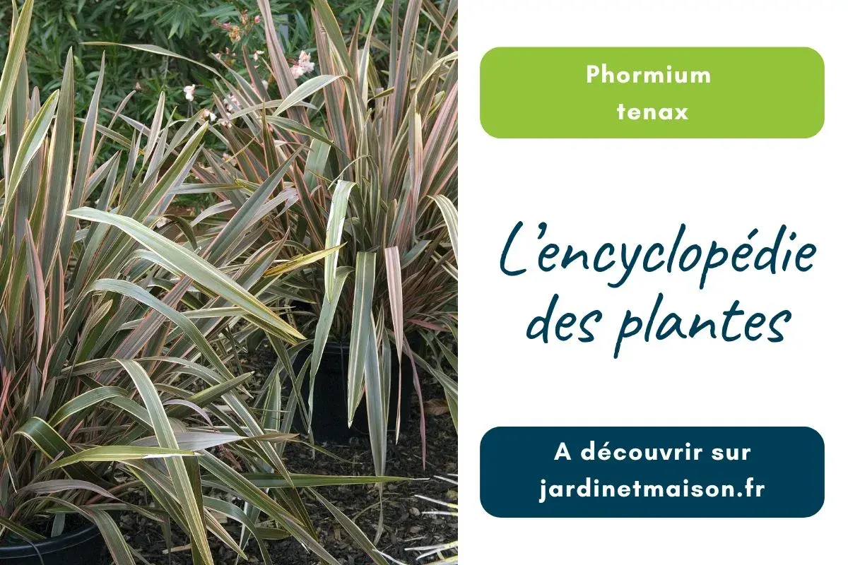 Photo de Phormium tenax (Lin de Nouvelle Zélande)