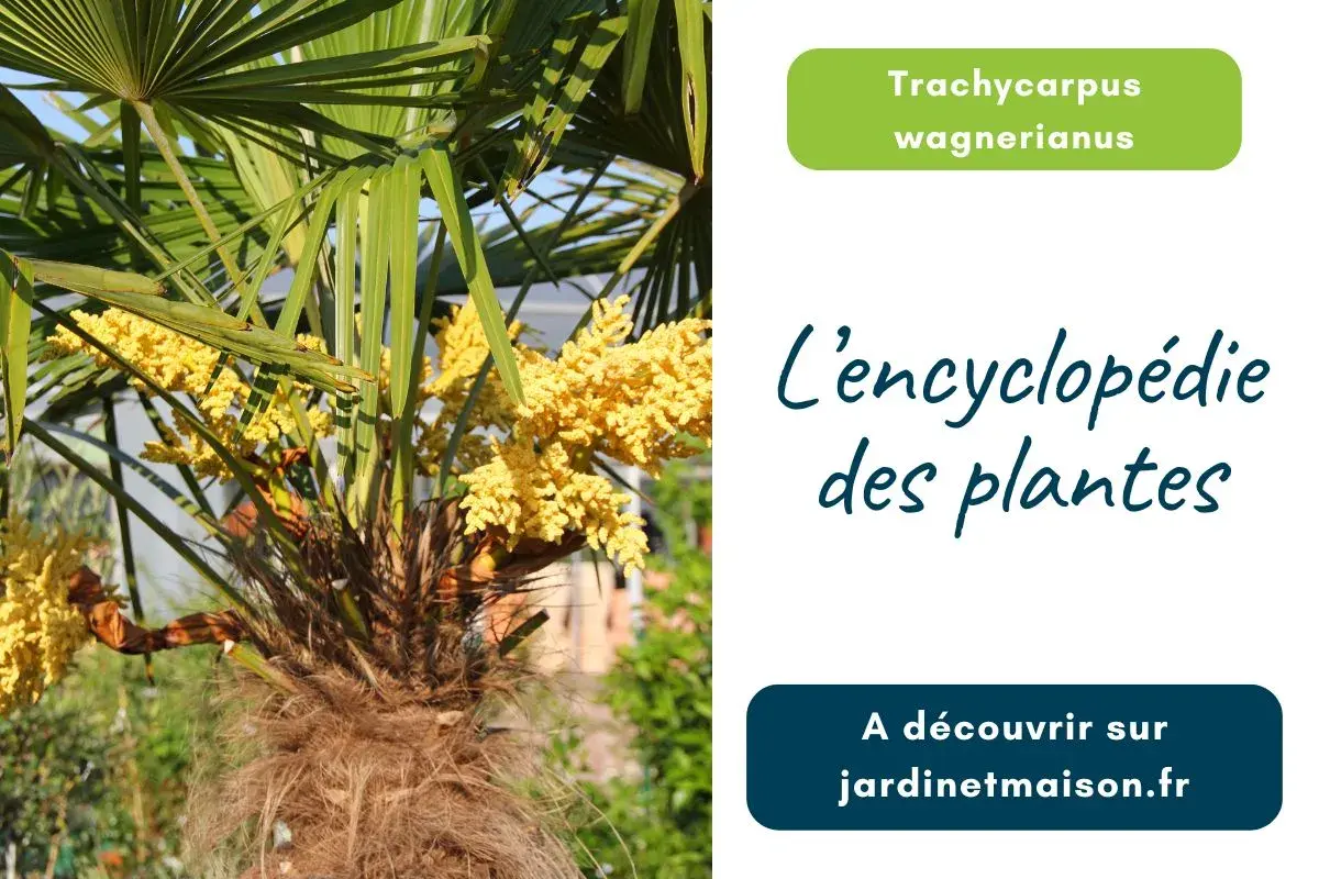 Photo de Trachycarpus wagnerianus (Palmier de Chine)
