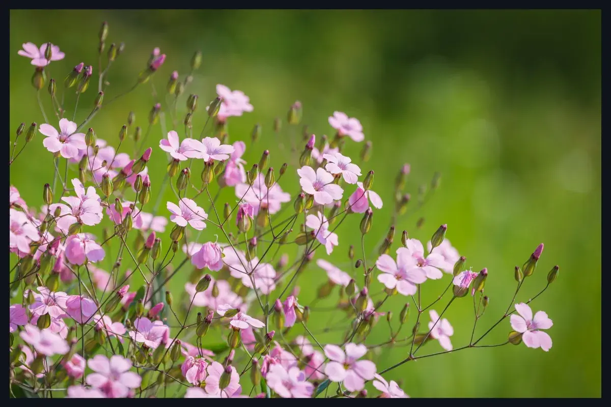 Photo de Gypsophila muralis 'Gypsy' (Gypsophiles)
