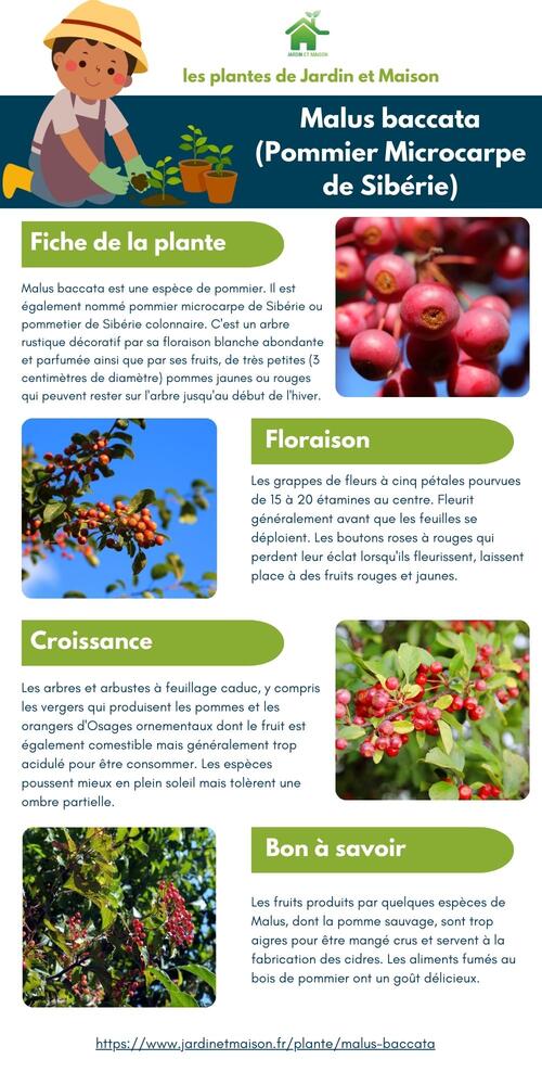 Malus baccata (Pommier Microcarpe de Sibérie)