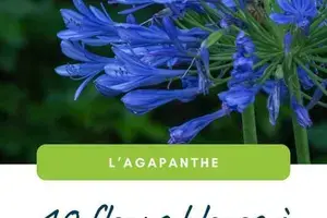 Agapanthe