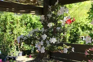 Rose du désert (adénium) en fleur