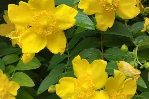 fleur vivace jaune : le millepertuis