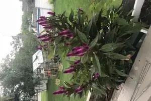 Celosia spicata