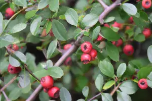 Cotoneaster salicifolius 'var. floccosus'