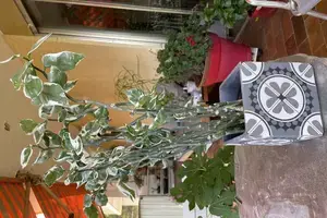 Pedilanthus