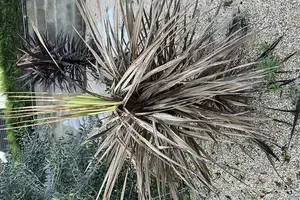 Sansevière Cylindrique (Cordyline australis)