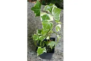Senecio (Senecio macroglossus)