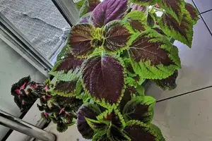 Merci de mettre le nom de la fleur ici